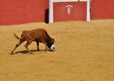 Vaquilla capea León