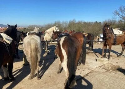 Caballos ensillados preparados para la ruta a caballo cerca de Gijón